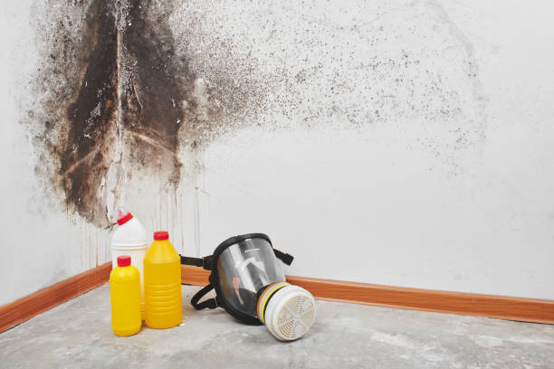 Best HVAC Mold Remediation in Sand Point, AK