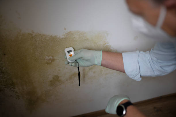 Best Attic Mold Remediation in Sand Point, AK
